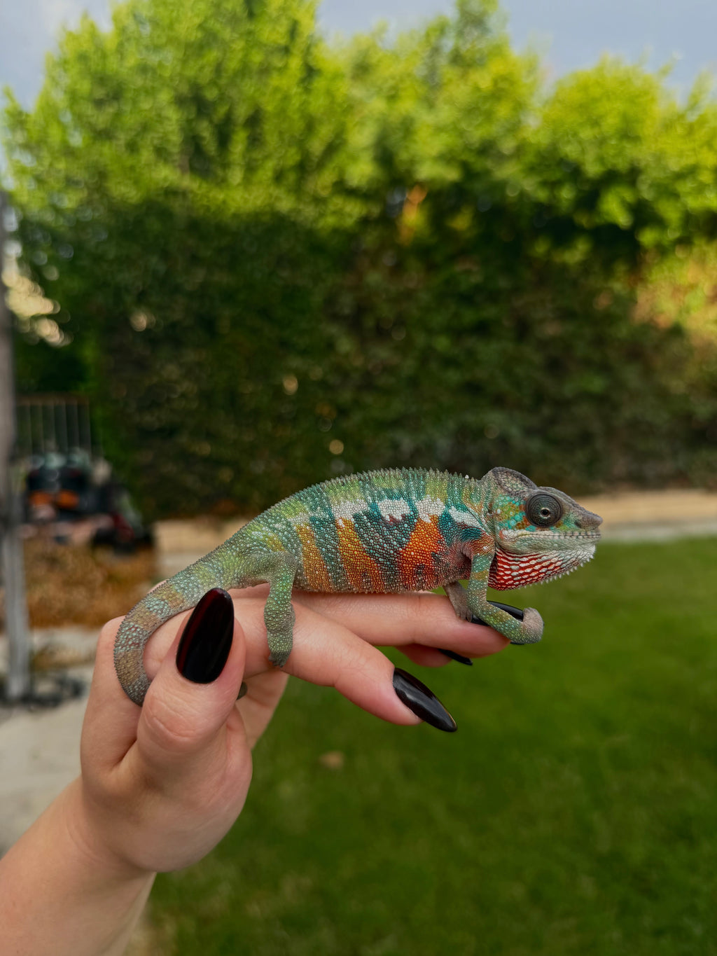 "Mando" pure ambilobe male from sunfyre x peaches hatch date may 2026