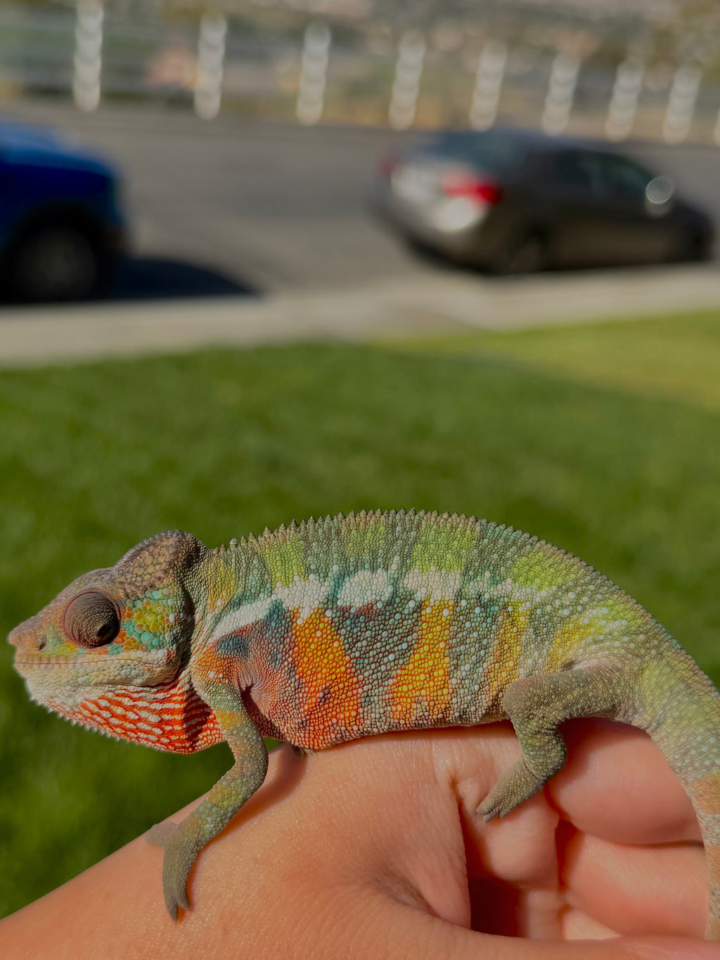 "Mando" pure ambilobe male from sunfyre x peaches hatch date may 2026