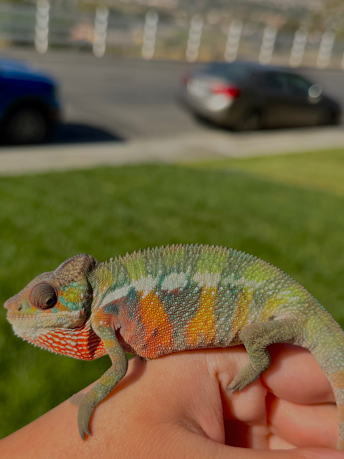 "Mando" pure ambilobe male from sunfyre x peaches hatch date may 2026