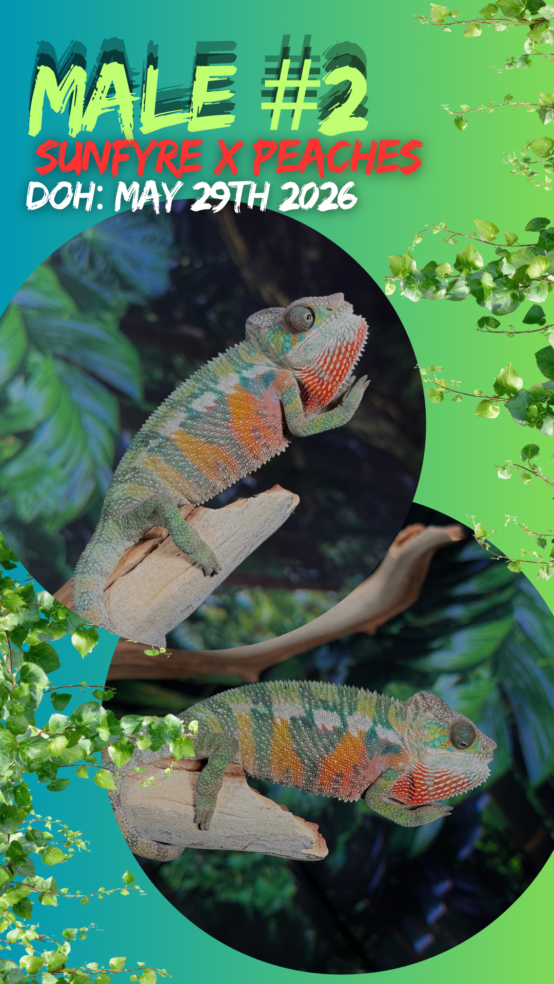 "Mando" pure ambilobe male from sunfyre x peaches hatch date may 2026