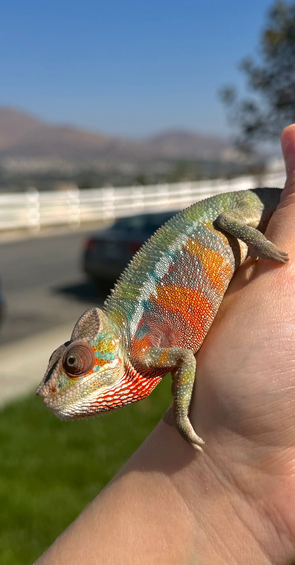 "Mando" pure ambilobe male from sunfyre x peaches hatch date may 2026