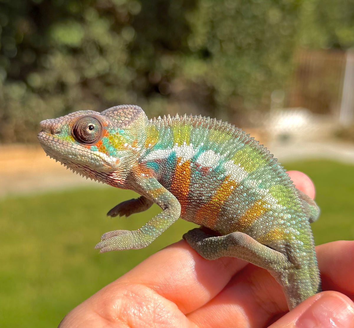 "Mando" pure ambilobe male from sunfyre x peaches hatch date may 2026