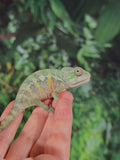 "anakin" pure ambilobe male from sunfyre x peaches hatch date may 2026
