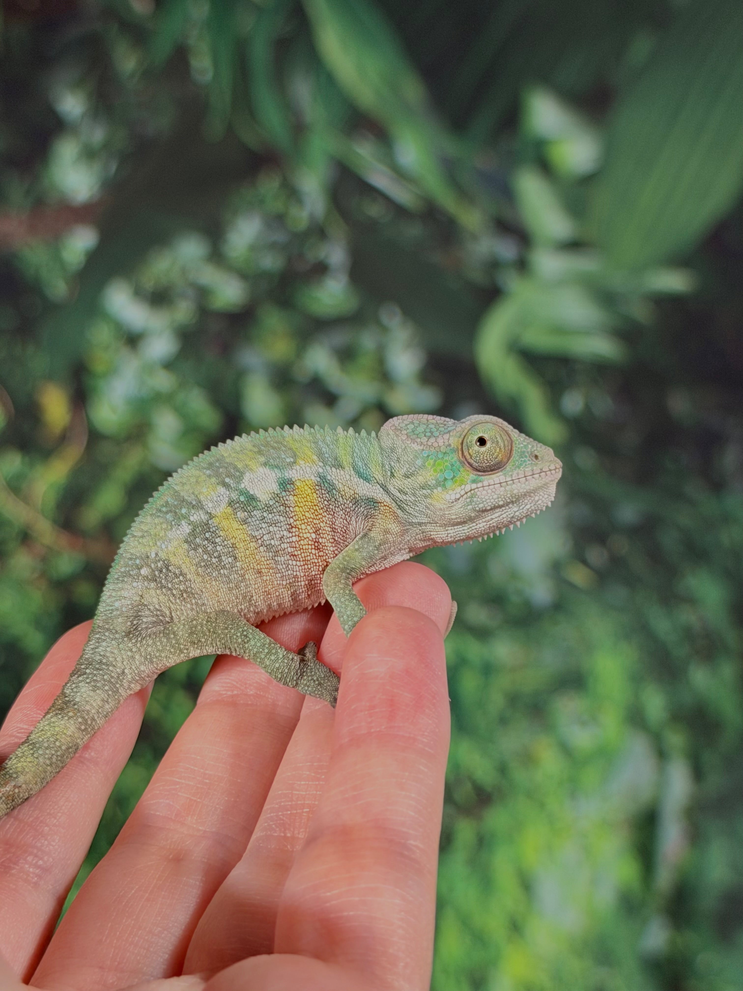 "anakin" pure ambilobe male from sunfyre x peaches hatch date may 2026